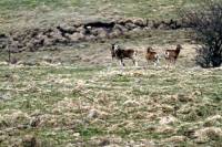 Mouflon (5)